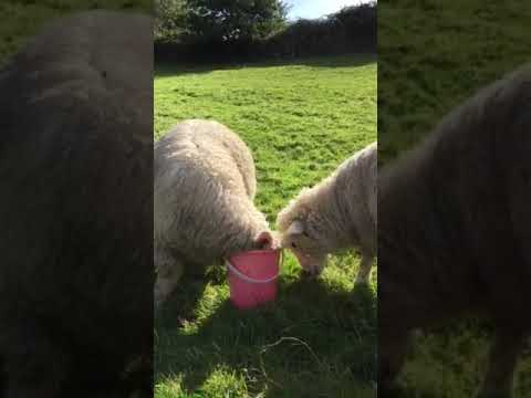 , title : 'Content lambs feeding'