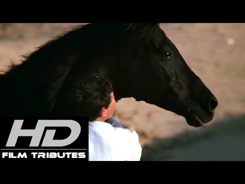 The Black Stallion Returns • Main Theme • Georges Delerue