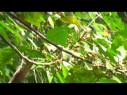 Timália sivohlavá (Stachyris poliocephala) — spev a hlas v prírode