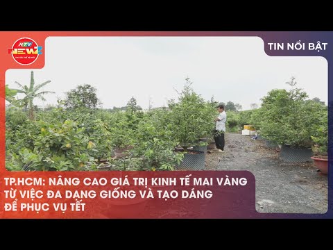 TP.HCM: NÂNG CAO GIÁ TRỊ KINH TẾ MAI VÀNG TỪ VIỆC ĐA DẠNG GIỐNG VÀ TẠO DÁNG ĐỂ PHỤC VỤ TẾT