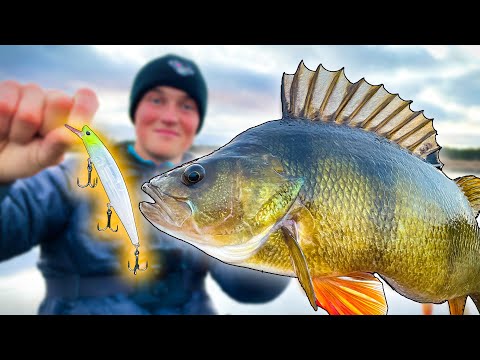 Watch Fish Eat This Magic Shimano Crank - Sara & Edvin Fishing BIG PERCH | Team Galant