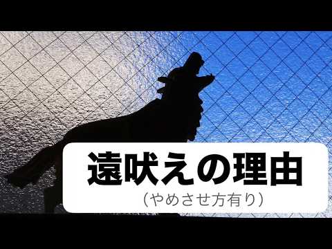 私の犬が放っておくと遠吠えするのはなぜですか?