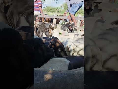 Feira do gado de rompe gibão, Estrela de Alagoas. AL.  aos domingos ás 7hs