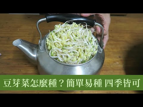 種綠豆的注意事項