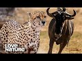 Cheetahs Gang Up On Wildebeest For Hyenas To Steal Kill Love Nature
