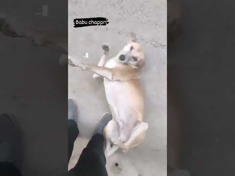 #dogi nagin dance#shorts #comedy #Atishay jain the rockstar