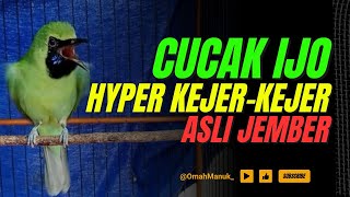 Download lagu CUCAK IJO HYPER KEJER-KEJER ASLI JEMBER mp3