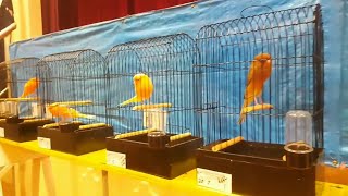 Download lagu Lomba Kenari Di Luar Negri (Australian Bird Contest) mp3 Download lagu Lomba Kenari Di Luar Negri (Australian Bird Contest) mp3