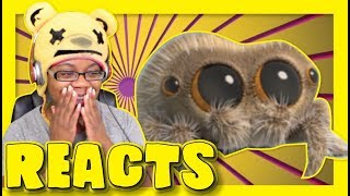 Lucas The Spider Polar Bear | Animation Reaction