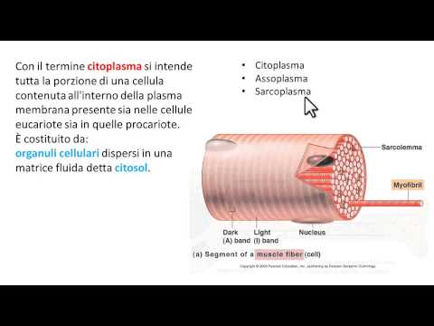 Citoplasma cellulare