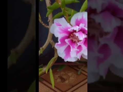 mawar krokot#shorts #short