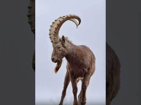 , title : 'Siberian ibex/Himalayan ibex (Capra sibirica): Distribution, characteristics, diet and IUCN Status'