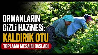 Ormanların Gizli Hazinesi Kaldirik Otu Toplama Mesaisi Başladı