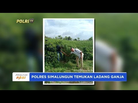 POLRES SIMALUNGUN TEMUKAN LADANG GANJA