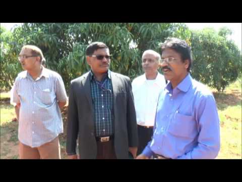 ICAR-IIHR NICRA Field trials on Flower Induction in Mango