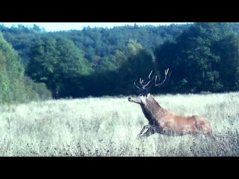 Drevjakt i Polen trailer