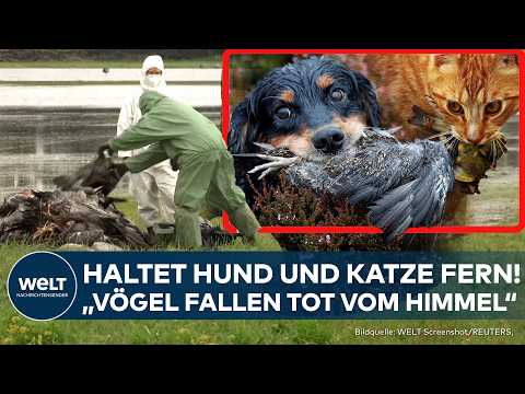 SEUCHENGEFAHR: Hunde- und Katzenbesitzer sollen Haustiere fernhalten! Vogelgrippe auf Vormarsch!