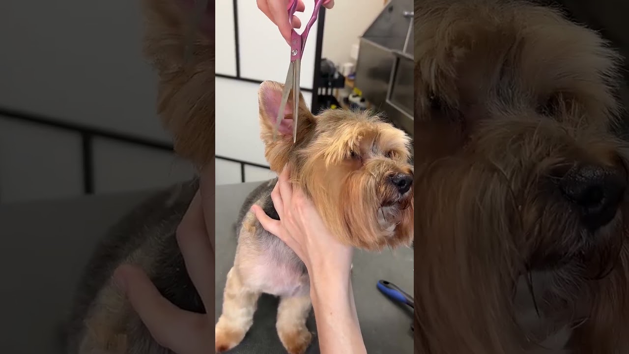 Tosa Bicho Mimado Pet