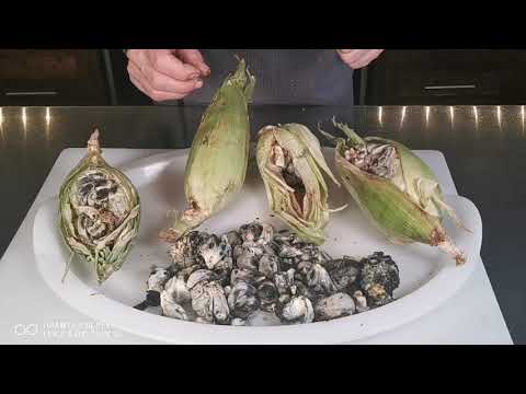 Was ist frischer Huitlacoche Maisbeulenbrand Mais Schimmel Pilz, wo wächst er, we sieht er aus
