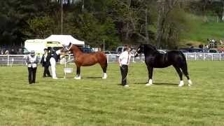 GLANUSK STALLION SHOW IN WALES