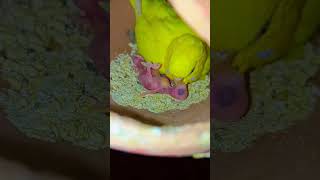 mother budgie feeding her baby #shorts #whatsappstatus #budgies #feeding