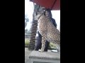 San Diego Wild Animal Park Cheetah Run 3 Meeting The Cheetah