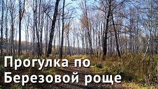 preview picture of video 'Прогулка по Березовой роще'