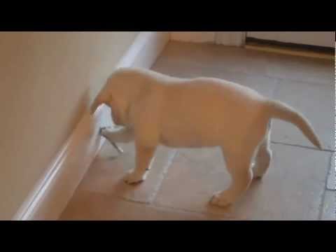 Beautiful Labrador White Puppy