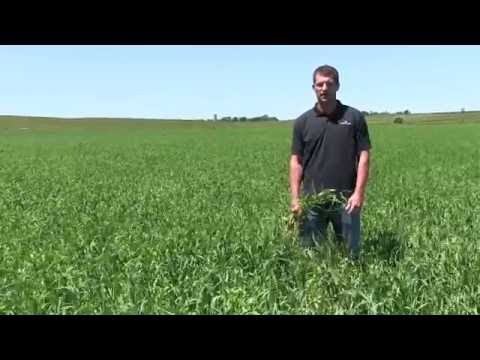 How To Know When To Harvest Pea and Oat Field