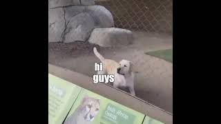 Seen My Owner? ?? Funny Talking Animals in Tik Tok KLR Dubs #Shorts #TalkingAnimals #KLRDubs