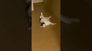 へそ天からの主の股へ入庫👍
