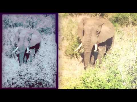 Velties in the Kruger