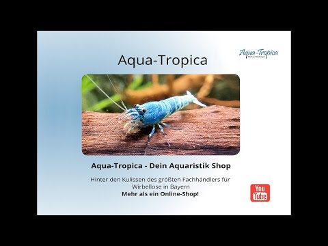 Aqua-Tropica - Dein Aquaristikshop mit Persönlichkeit