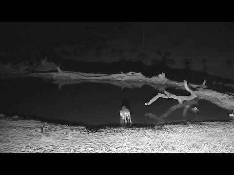 Djuma: Lone Hyena comes for drink with Buffalo herd in background - 18:43 - 09/17/18