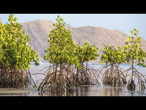 Mangroves Earth's Unsung Heroes -  A Journey Through Their World (5 Minutes)