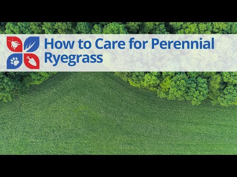  How to Care for Ryegrass Video 