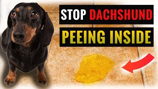 Potty Train Your Dachshund With These Tips!