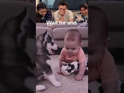 This Baby Couldn't Believe What the Puppy Did! 😱🐾 #petshub #funny #funnypuppy