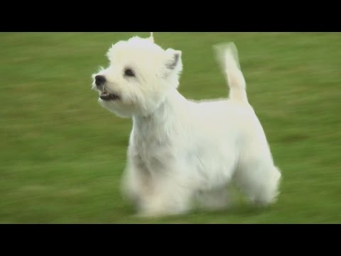 download lagu mp3 mp4 Dog Show Puppy, download lagu Dog Show Puppy gratis, unduh video klip Dog Show Puppy