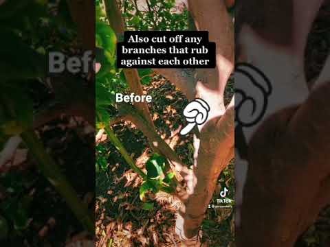 How to Prune Lemon trees