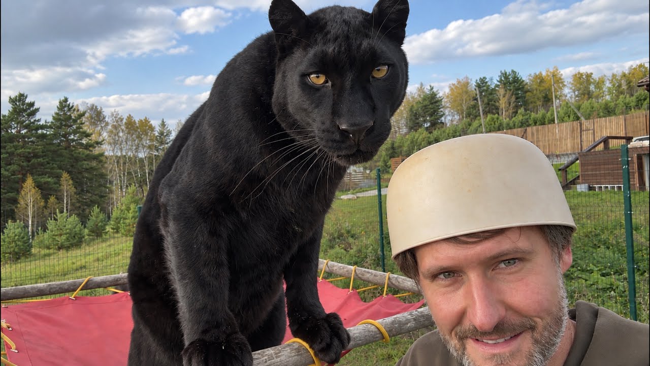 Play area for a panther 🐆(ENG SUB)