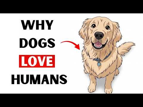 Your Dog Is Waiting… Don’t Let Them Down
