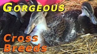Crossbreed Ducks Looking More Awesome Everyday #51 Hatching Ducklings Ducks