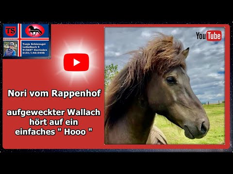 Nori vom Rappenhof, Islandpferd, Isländer, Freizeit, Familienpferd, Tölt, Umsteiger