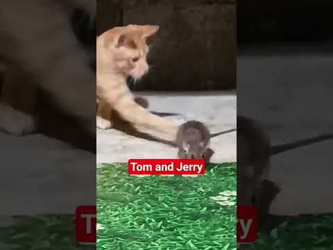 Tom and Jerry😁😁😁 #tomandjerry