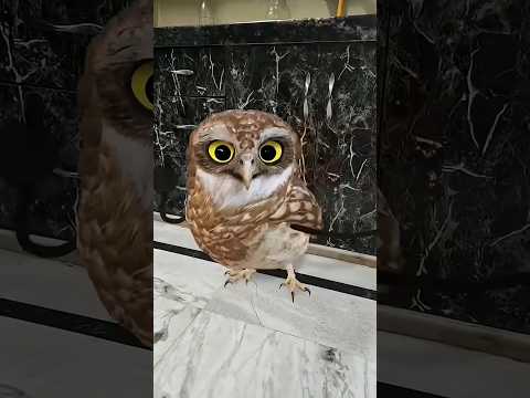apache apache song trending owl dancing viral video 📷 funny dance