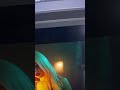 Ava Max - Freaking Me Out (Version 2) - (DJ Party)