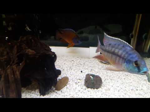 Discus fish and African cichlids