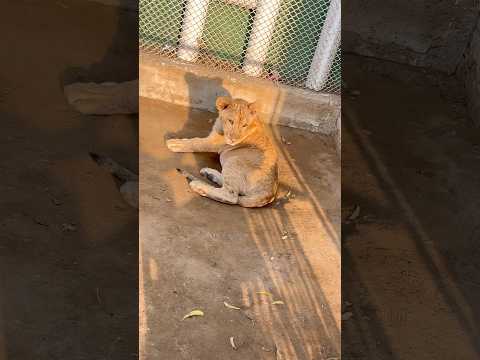 lion, tiger, Karachi Zoo garden, Animals Adventure Karachi Zoo, Zoo Garden 2026 #short #shorts