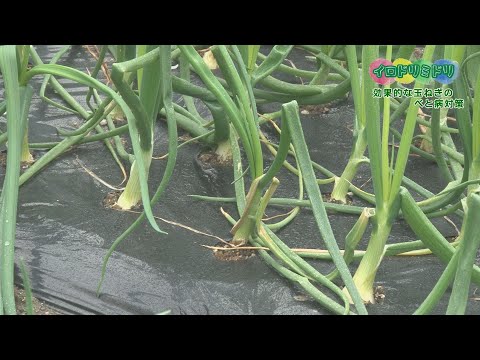 なぜ庭に硫黄を使うのですか？欠かせない4つの美徳  庭園